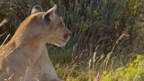 The Secret Lives of Animals S01E08 XviD-AFG EZTV