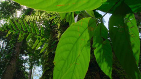 The Secret Lives of Animals S01E09 XviD-AFG EZTV