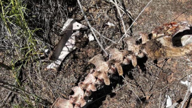 The Secret of Skinwalker Ranch S05E00 Behind the Gates The Fugal Factor XviD-AFG EZTV