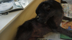 The Shelter Animal SOS S04E04 1080p WEB H264-CBFM EZTV