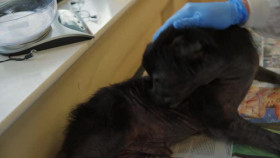 The Shelter Animal SOS S04E04 XviD-AFG EZTV