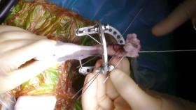 The Supervet Noel Fitzpatrick S19E01 1080p HDTV H264-DARKFLiX EZTV