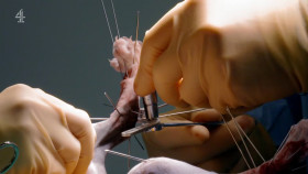 The Supervet Noel Fitzpatrick S19E01 1080p HEVC x265-MeGusta EZTV