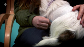 The Supervet Noel Fitzpatrick S19E02 1080p HDTV H264-DARKFLiX EZTV