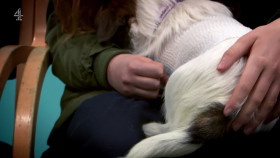 The Supervet Noel Fitzpatrick S19E02 1080p HEVC x265-MeGusta EZTV