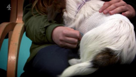 The Supervet Noel Fitzpatrick S19E02 XviD-AFG EZTV