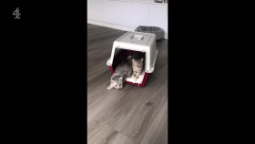 The Supervet Noel Fitzpatrick S19E03 1080p HDTV H264-DARKFLiX EZTV