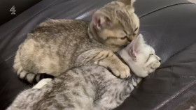 The Supervet Noel Fitzpatrick S19E03 1080p HEVC x265-MeGusta EZTV