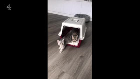 The Supervet Noel Fitzpatrick S19E03 XviD-AFG EZTV