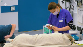 The Supervet Noel Fitzpatrick S19E05 1080p HEVC x265-MeGusta EZTV