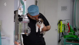 The Supervet Puppy Special S18E01 XviD-AFG EZTV