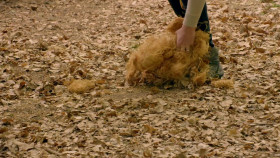 The Traitors UK S03E08 1080p HDTV H264-DARKFLiX EZTV