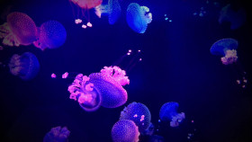 The UnBelievable with Dan Aykroyd S02E01 1080p WEB h264-EDITH EZTV