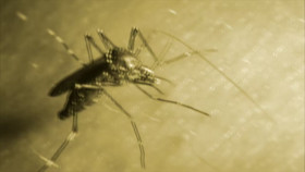 The UnBelievable with Dan Aykroyd S02E11 720p HEVC x265-MeGusta EZTV