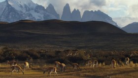 The Wild Andes S01E01 Patagonia Untamed WEB h264-CAFFEiNE EZTV