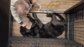 The Wild Life of Dr Ole S01E02 Tundra Teeth and Talons XviD-AFG EZTV
