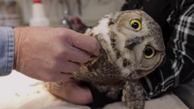 The Wild Life of Dr Ole S01E03 Howls and Owls XviD-AFG EZTV