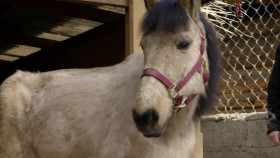 The Wizard Of Paws S01 720p DSNP WEBRip DDP5 1 x264-PlayWEB EZTV