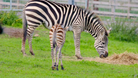 The Wonderful World Of Baby Animals S01E04 1080p HDTV H264-CBFM EZTV