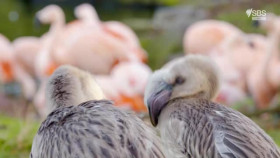 The Wonderful World Of Baby Animals S01E06 XviD-AFG EZTV