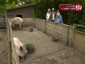 The Yorkshire Vet S09E00 Donkey Day Out For Help The Animals Special 480p x264-mSD EZTV