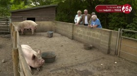 The Yorkshire Vet S09E00 Donkey Day Out For Help The Animals Special HDTV x264-LiNKLE EZTV