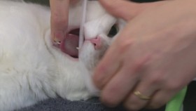 The Yorkshire Vet S11E12 720p HDTV x264-DARKFLiX EZTV