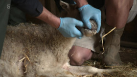 The Yorkshire Vet S18E06 1080p HDTV H264-DARKFLiX EZTV