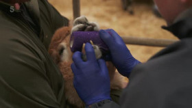 The Yorkshire Vet S18E08 XviD-AFG EZTV