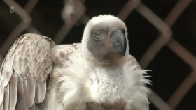 The Yorkshire Vet S18E09 1080p HDTV H264-DARKFLiX EZTV