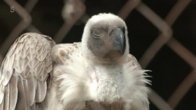 The Yorkshire Vet S18E09 XviD-AFG EZTV