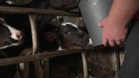 The Yorkshire Vet S18E11 720p HDTV x264-NGP EZTV