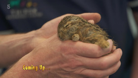 The Yorkshire Vet S19E06 1080p HDTV H264-DARKFLiX EZTV