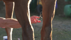 The Yorkshire Vet S19E07 1080p HDTV H264-DARKFLiX EZTV