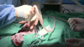 The Yorkshire Vet S19E13 1080p HDTV H264-DARKFLiX EZTV