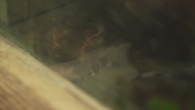 The Yorkshire Vet S19E15 1080p WEB H264-CBFM EZTV