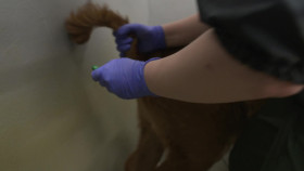 The Yorkshire Vet S19E16 1080p WEB H264-CBFM EZTV