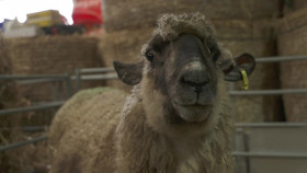 The Yorkshire Vet S19E17 1080p HDTV H264-DARKFLiX EZTV