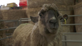 The Yorkshire Vet S19E17 1080p WEB H264-CBFM EZTV