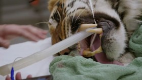 The Zoo San Diego S02E07 720p HEVC x265-MeGusta EZTV