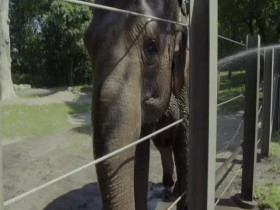 The Zoo US S05E07 The Elephant Next Door 480p x264-mSD EZTV