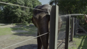 The Zoo US S05E07 The Elephant Next Door 720p HEVC x265-MeGusta EZTV