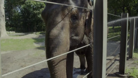 The Zoo US S05E07 The Elephant Next Door 720p WEBRip x264-KOMPOST EZTV