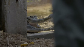 The Zoo US S05E11 Bronx Blizzard 720p HEVC x265-MeGusta EZTV