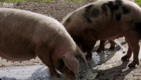 This Farming Life S02 720p iP WEBRip AAC2 0 x264-BTW EZTV