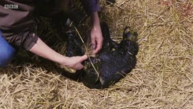 This Farming Life S04E08 XviD-AFG EZTV