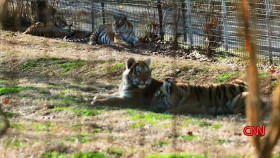 This Is Life With Lisa Ling S09E03 Tiger Queens 720p HEVC x265-MeGusta EZTV