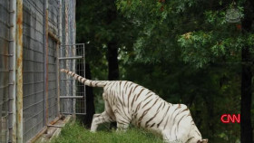 This Is Life With Lisa Ling S09E03 Tiger Queens XviD-AFG EZTV