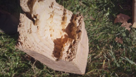 This Old House S46E02 1080p HEVC x265-MeGusta EZTV