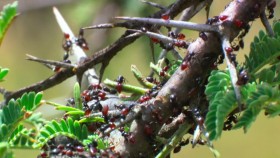 Tiny World S01E01 Savannah 720p ATVP WEB-DL DDP5 1 H 264-NTb EZTV